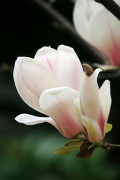 玉蘭花