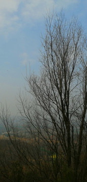 山上的樹(shù)