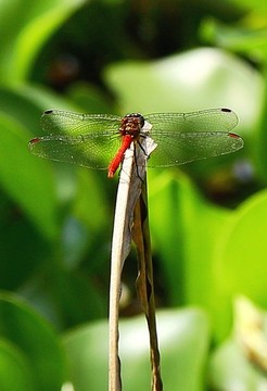 動物昆蟲蜻蜓