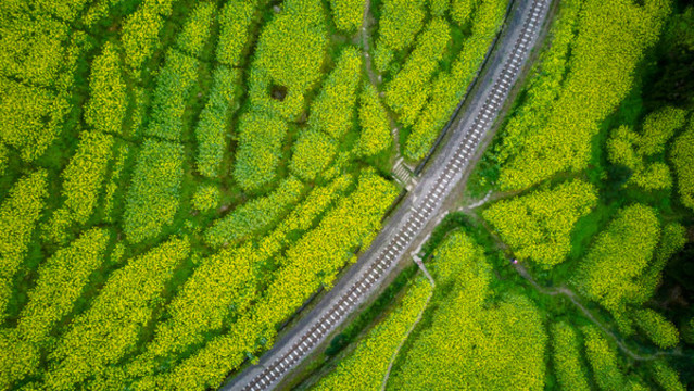 航拍油菜花