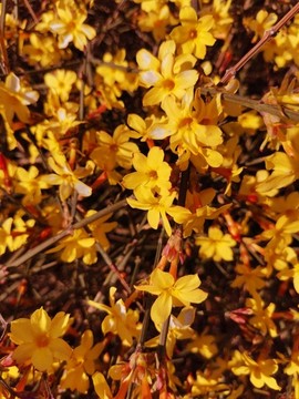迎春花