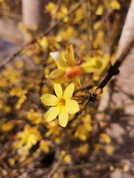 迎春花