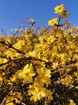 迎春花