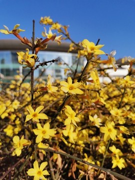 迎春花
