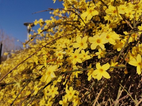 迎春花