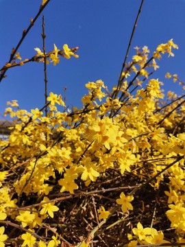 迎春花