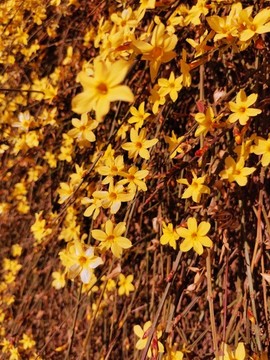 迎春花