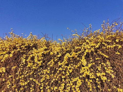 迎春花