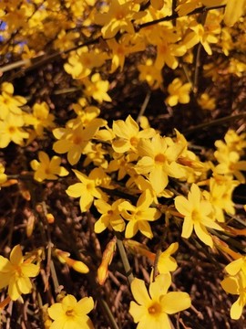 迎春花