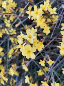 迎春花