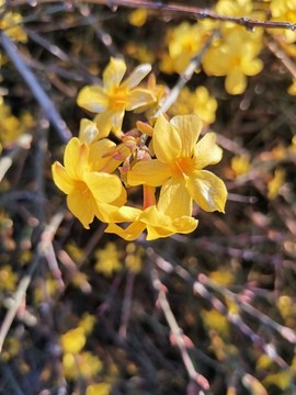 迎春花