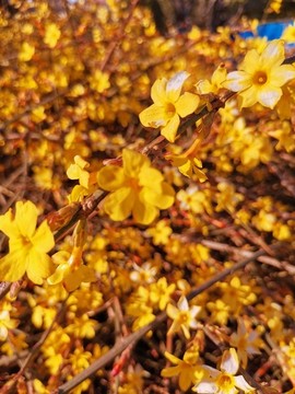 迎春花