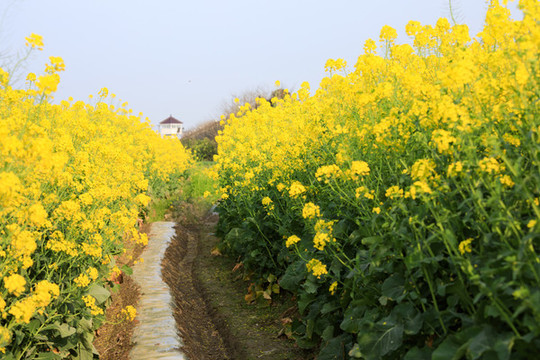 油菜花田