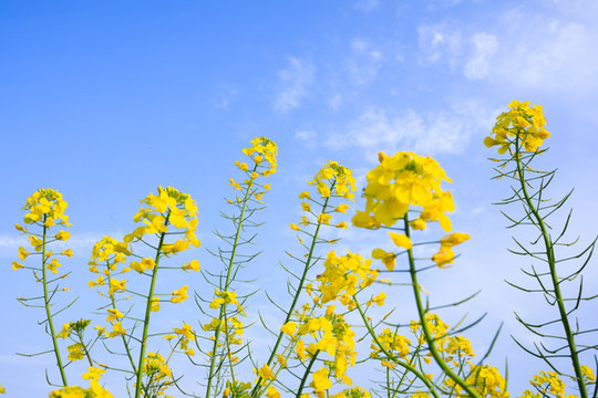 油菜花枝