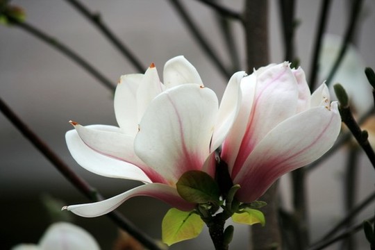 玉蘭花