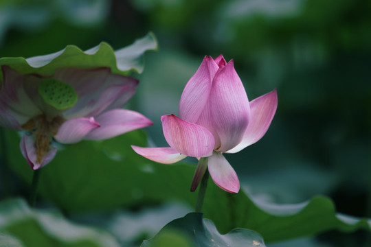 荷花