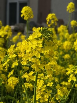 油菜花