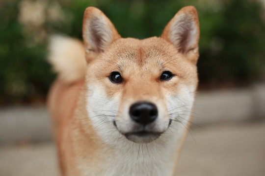 寵物柴犬秋田犬壁紙