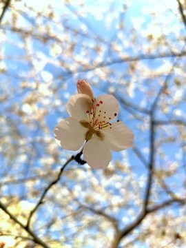 杏花開了