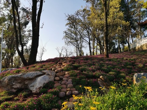公園坡地綠化