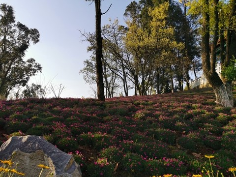 公園坡地綠化