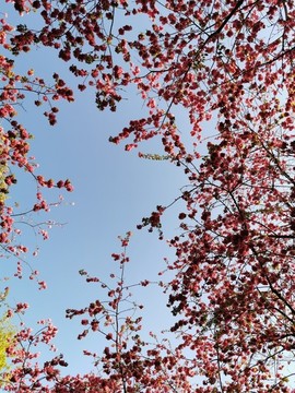 櫻花