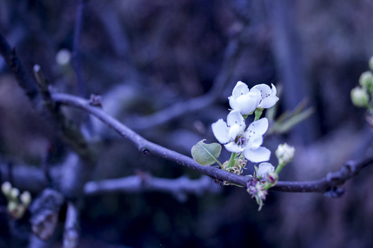 茶花