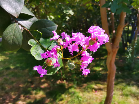 紫薇花
