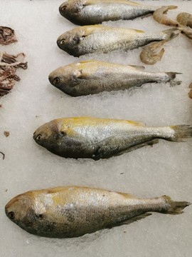 小黃魚