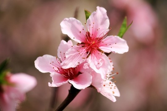 桃花