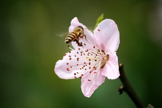 蜂采蜜