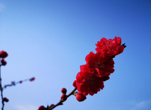 紅桃花