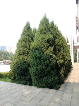 柏樹