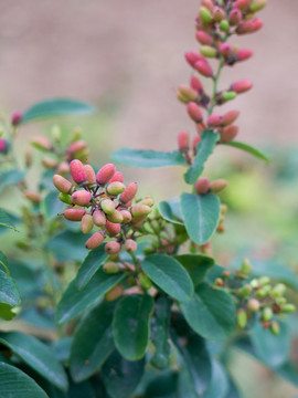 鼠李科勾兒茶屬植物多花勾兒茶