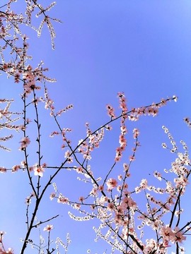 藍(lán)天杏花花枝