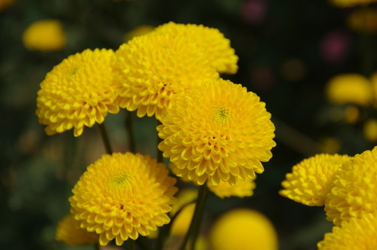 菊花