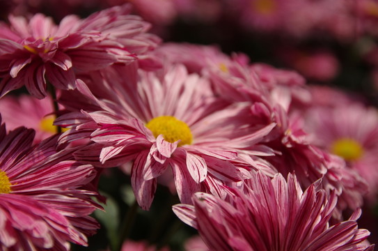 粉色菊花