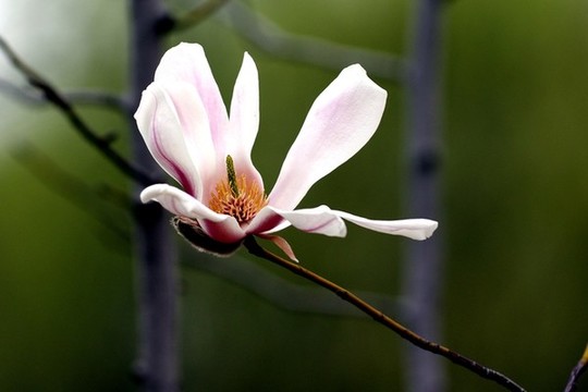 玉蘭花