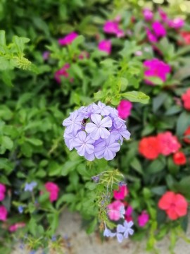 藍(lán)雪花