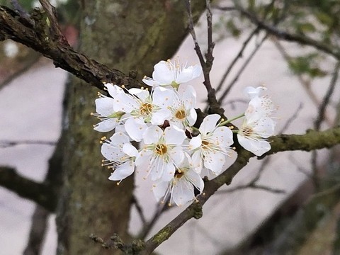李子花及樹枝