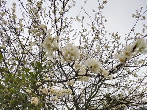 花滿枝頭