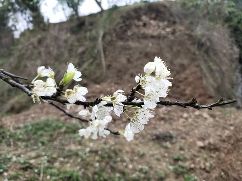 李子花