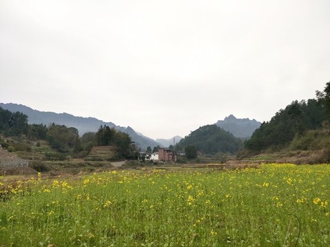 鄉(xiāng)村田野