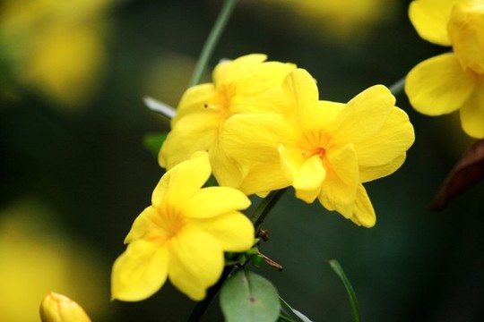 迎春花