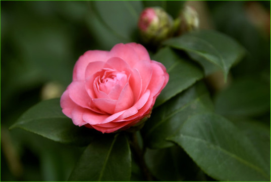 茶花