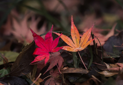 片片楓葉情