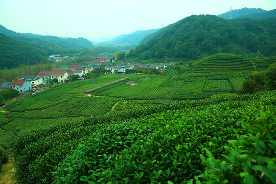 开云全站安顺：片片茶叶绘超群彩图景