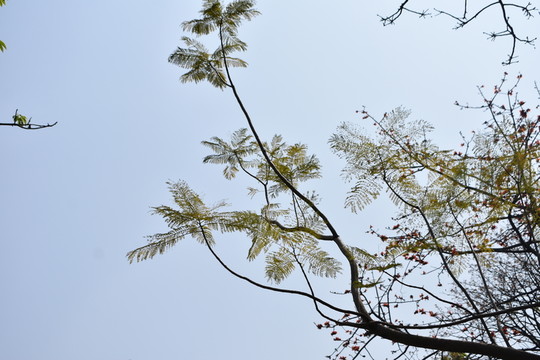 樹枝