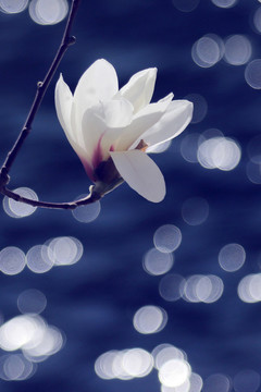 玉蘭花
