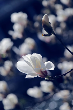 玉蘭花
